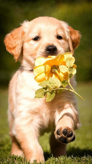 So Cute Wallpaper