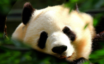 Panda Wallpaper Image Photos Picture