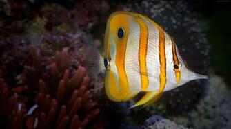 4k Wallpaper Anemone Inhabitants Aquarium Water Aqua Fish Yellow