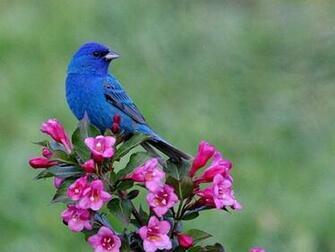Spring Bird Beautiful Wallpaper Desktop Gallery