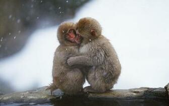 Beautiful Wallpaper Monkey HD