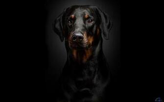 Wallpaper Rottweiler X Widescreen Desktop