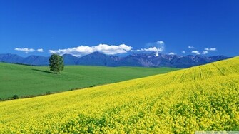 Field Of Flowers Japan Asia Wallpaper