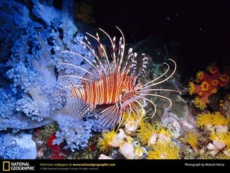 Lionfish Picture Desktop Wallpaper