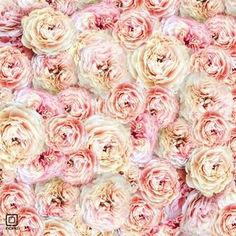 Peony Wallpaper iPhone Ing Gallery