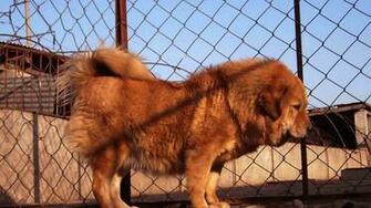 Tibetan Mastiff Wallpaper Desktop Image