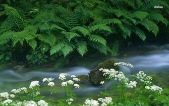 Fern Near The Creek Wallpaper Nature