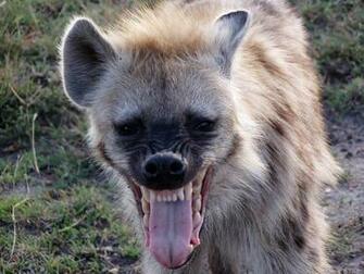 Hyena HD Desktop Wallpaper