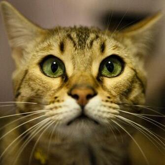 Bengal Cat Wallpaper HD