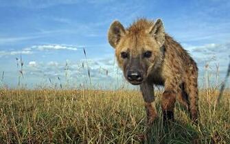 Hyena HD Wallpaper Background Image