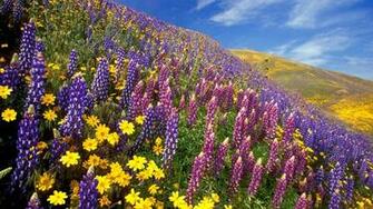 Flowers Spring Wallpaper