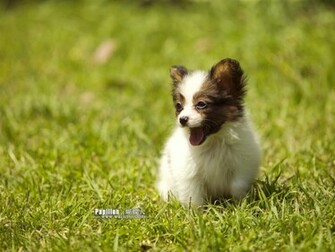 Papillon Puppy Dog Wallpaper No