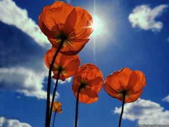 Desktop Wallpaper Flowers Background Poppy Desktopdress