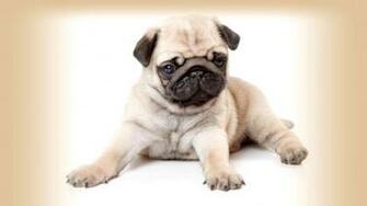 Cute Black Pug Puppy Wallpaper HD Pictures To Pin