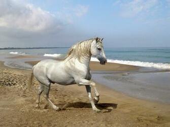Pictures Top Horse Wallpaper