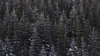 Forest Wallpaper