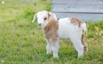 Goats HD Wallpaper Teahub Io
