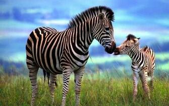 Zebras Wallpaper