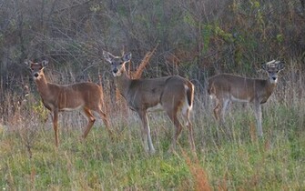 Displaying Image For Whitetail Deer Fighting Wallpaper