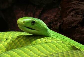 Tag Archives Venomous Snake