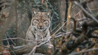 Lynx Wallpaper