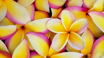 Frangipani Wallpaper Pictures Image