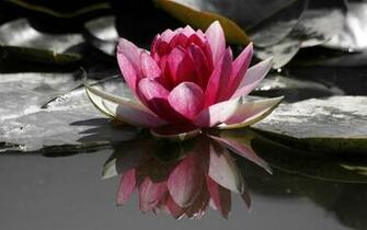 Water Lily Desktop Pc And Mac Wallpaper
