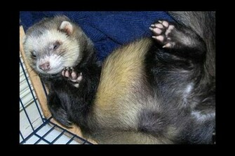 Ferret Wallpaper