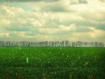 Drop Rain Forest Desktop Wallpaper