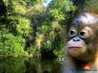 The Biggest Animals Kingdom Discovery Wallpaper