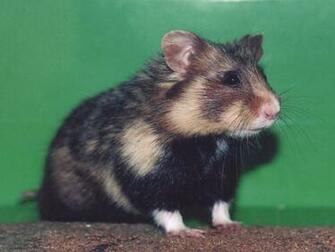 Hamster Wallpaper High Quality And Resolution