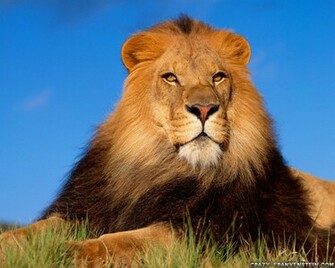Lion Wallpaper Desktop