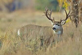Monster Deer Wallpaper HD