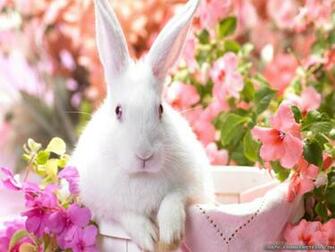 Happy And Cute Easter Wallpaper Desktop