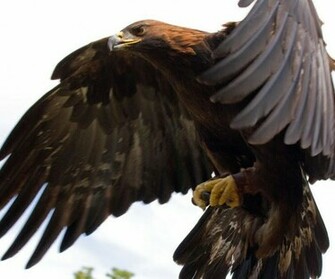 Golden Eagle Wallpaper Walltor