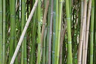 Bamboo Wallpaper HD Image Desktop
