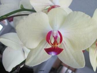 Beautiful Orchids Flowers Wallpaper