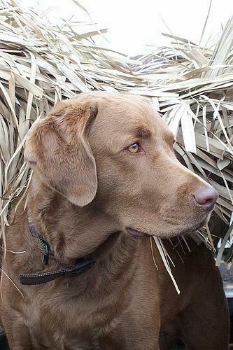 Chesapeake Bay Retriever Wallpaper Puppy Pictures Breed Info