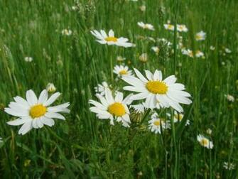 Wallpaper Screensaver 6ac1ipaqad4qwm Spring Screensavers