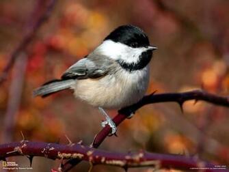 Bird Wallpaper The Backyard Naturalist