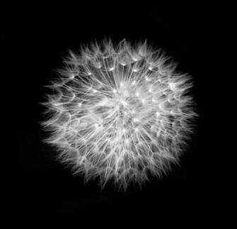 Dandelion Black And White