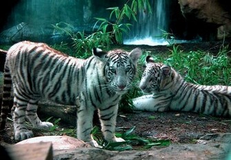 Paulbarford Heritage The Ruth White Bengal Tiger Pictures