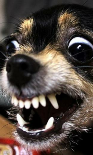 Psycho Dog Live Wallpaper For Android