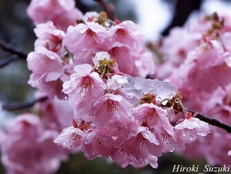 Sakura Flower Wallpaper Spot