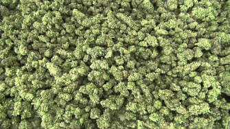 Cannabis Buds Wallpaper