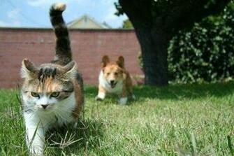 Funny Dogs Annoying Cats Desktop Wallpaper