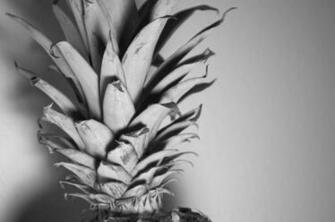 Pineapple Clip Art Black And White