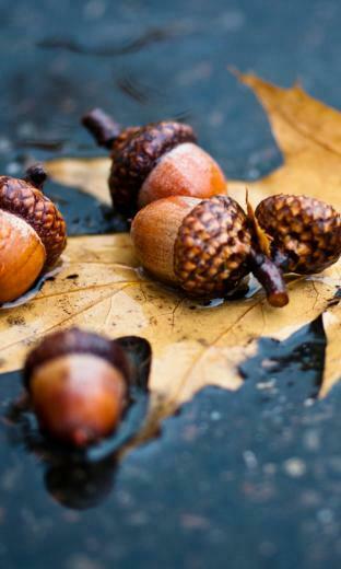 Elegant Windows Phone Autumn Wallpaper All About Natural Beauty
