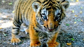 Cute Tiger Cub Wallpaper Screensaver Pre
