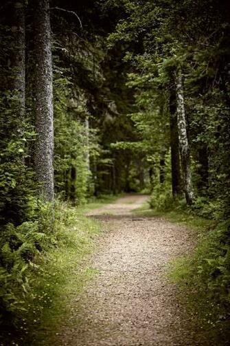 Path In Dark Moody Forest By Elena Elisseeva On 500px Scenic